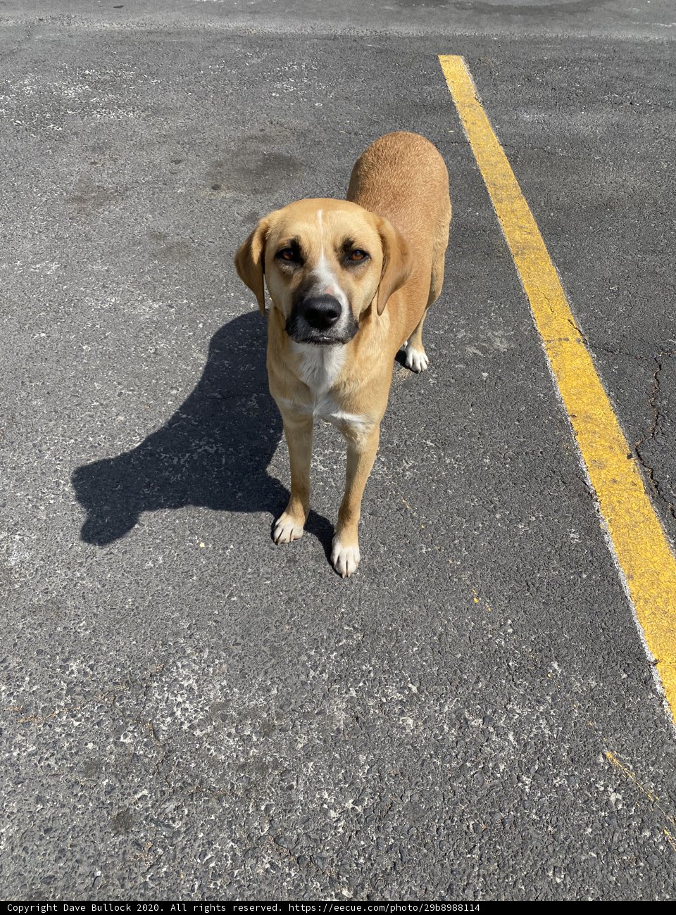 Roadside Companion