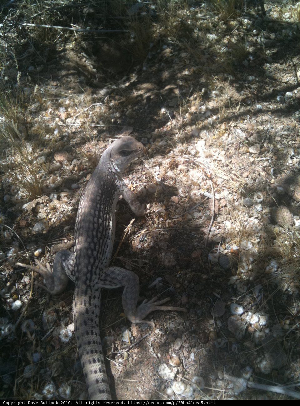 Ground-Dwelling Lizard in the Southwest