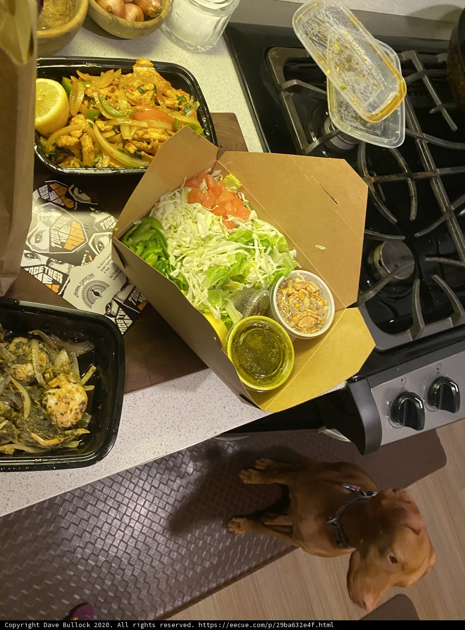 Canine Appetite