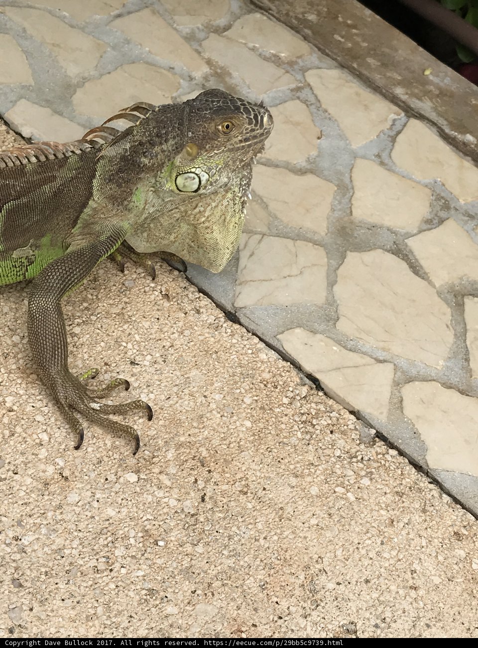 A Walkway Companion