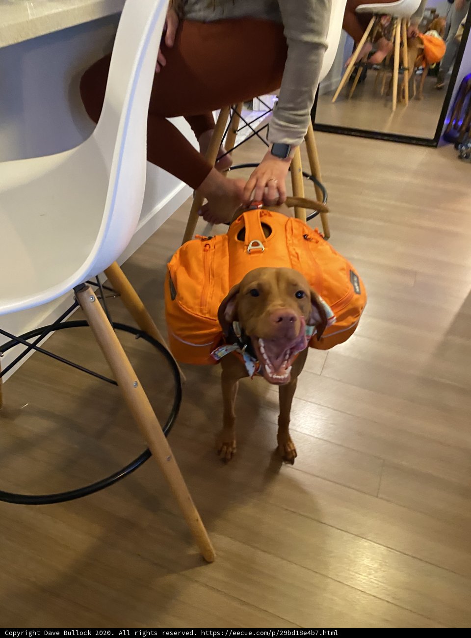 Canine Backpacker