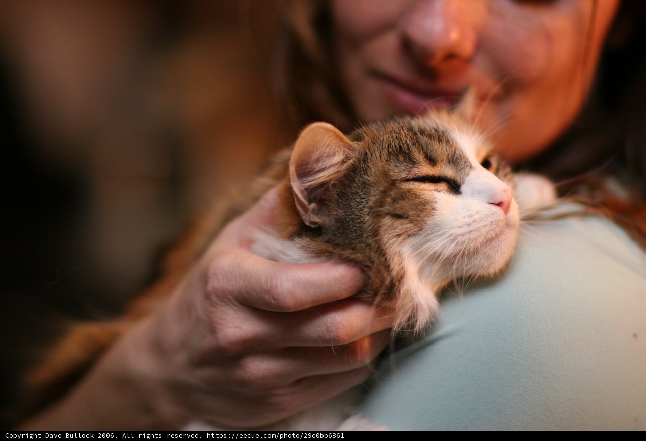 Woman and Abyssinian Cat
