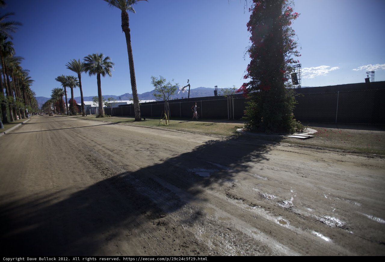 A Serene Drive Through Palm Trees