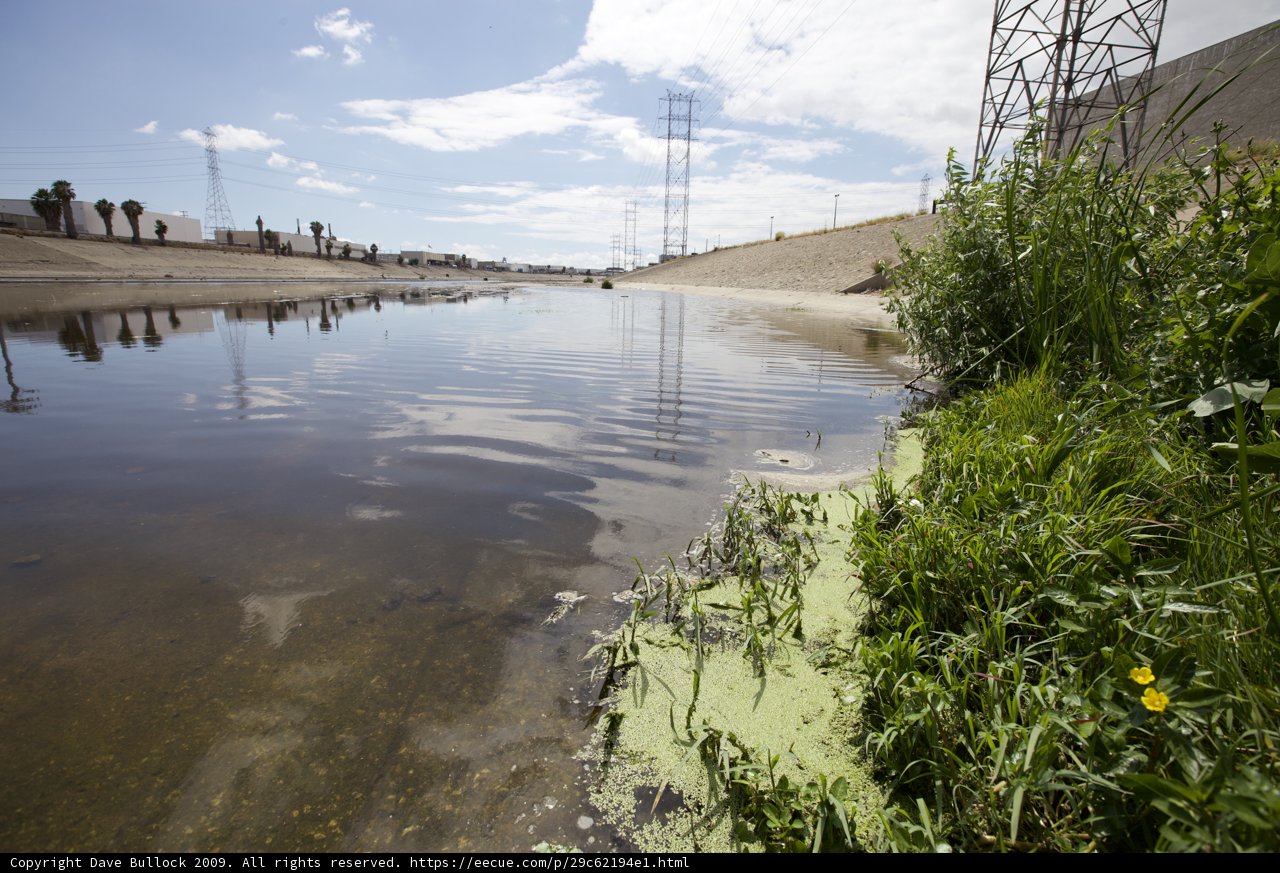 The Algae-Filled Pond