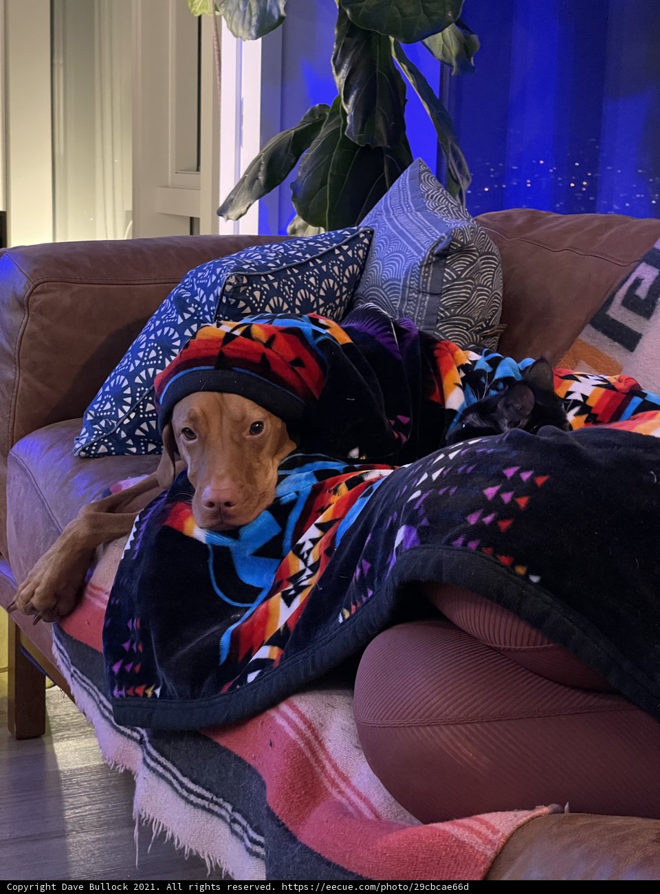 Cozy Canine Couch Companion