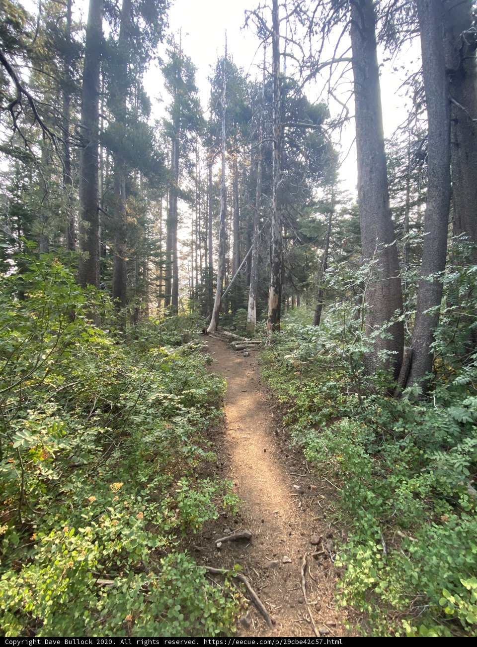 Trail Adventure in the Woodland