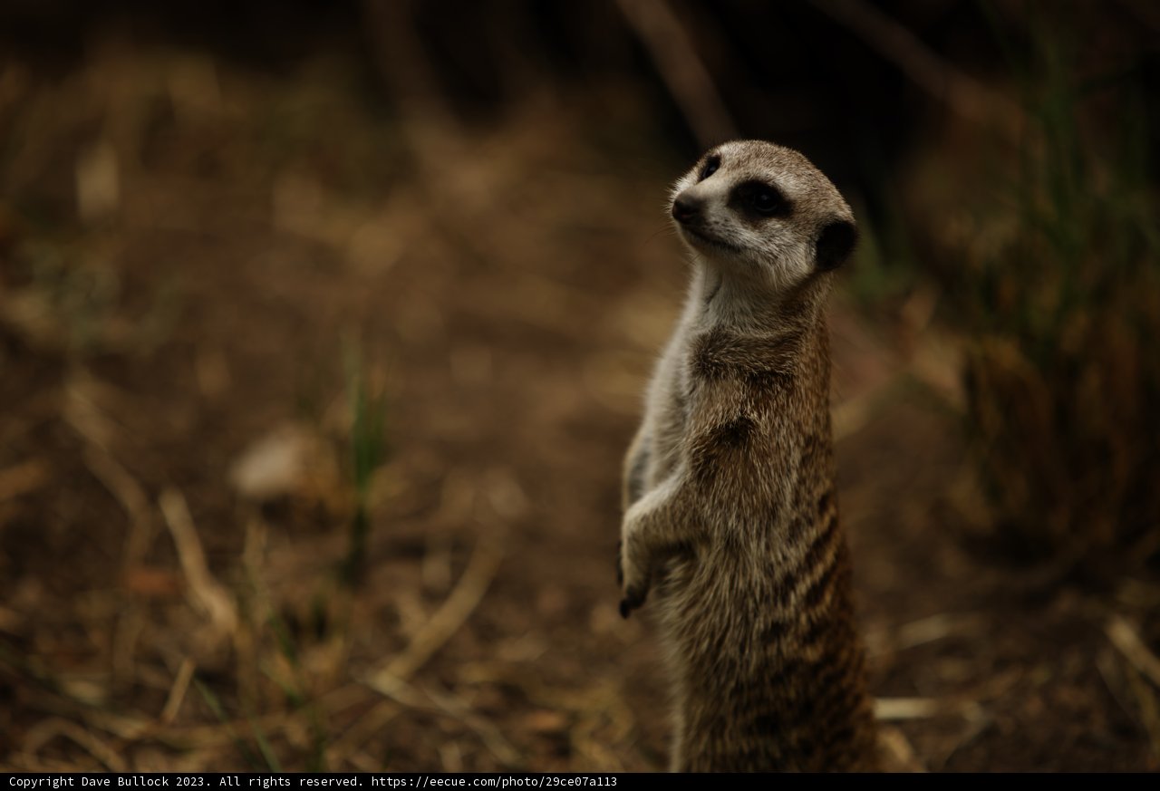 Meerkat Vigilance at the Oakland Zoo