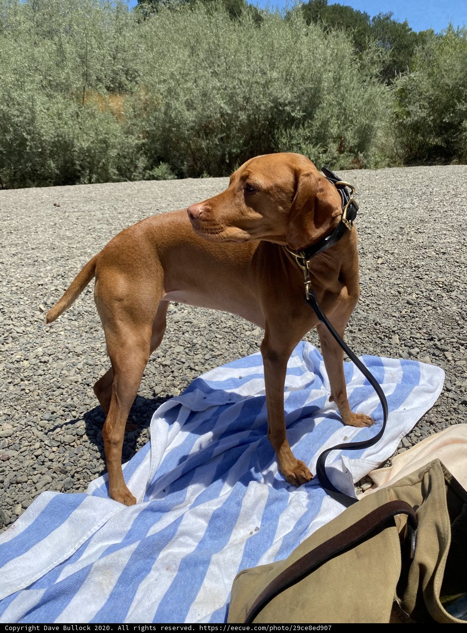 A Vizsla and Ridgeback on the Monte Rio Beach
