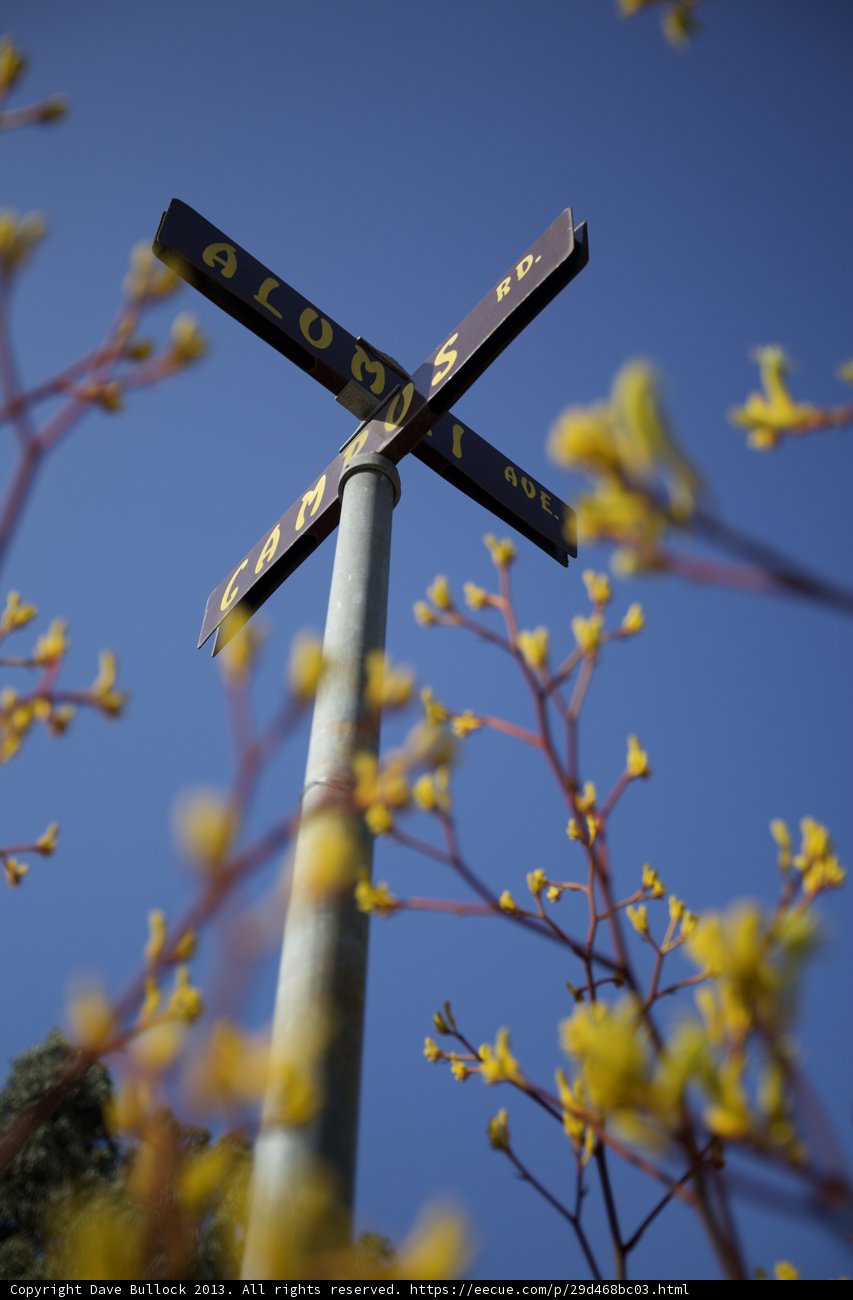 Crossroads Bloom