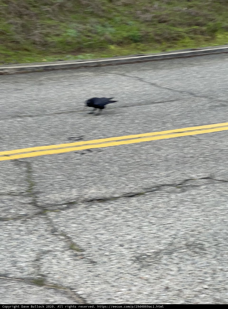 Roadside Crow