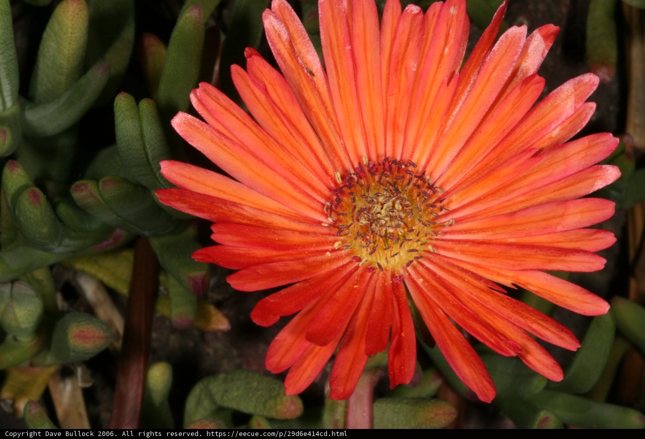Orange Treasure Flower