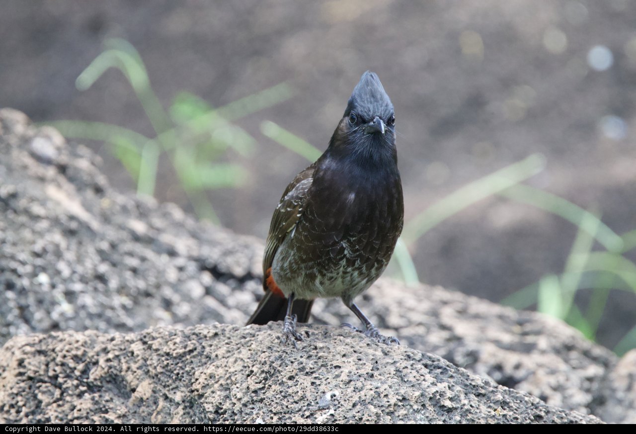Majestic Gaze of a Finch at Honolulu Zoo