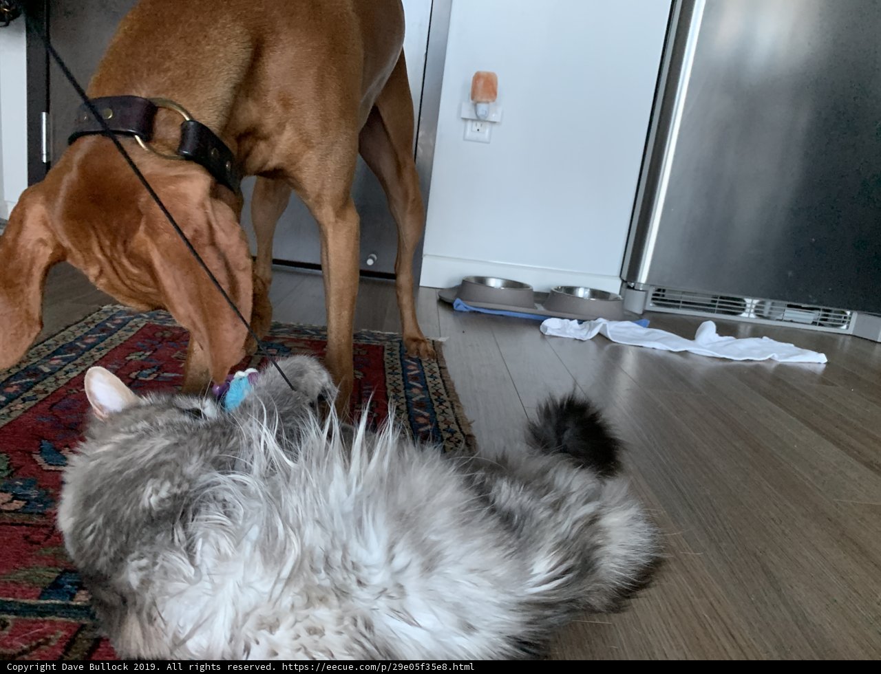 Playful Paws: When Dogs and Cats Collide