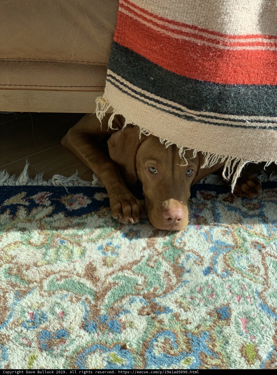 Cozy Canine