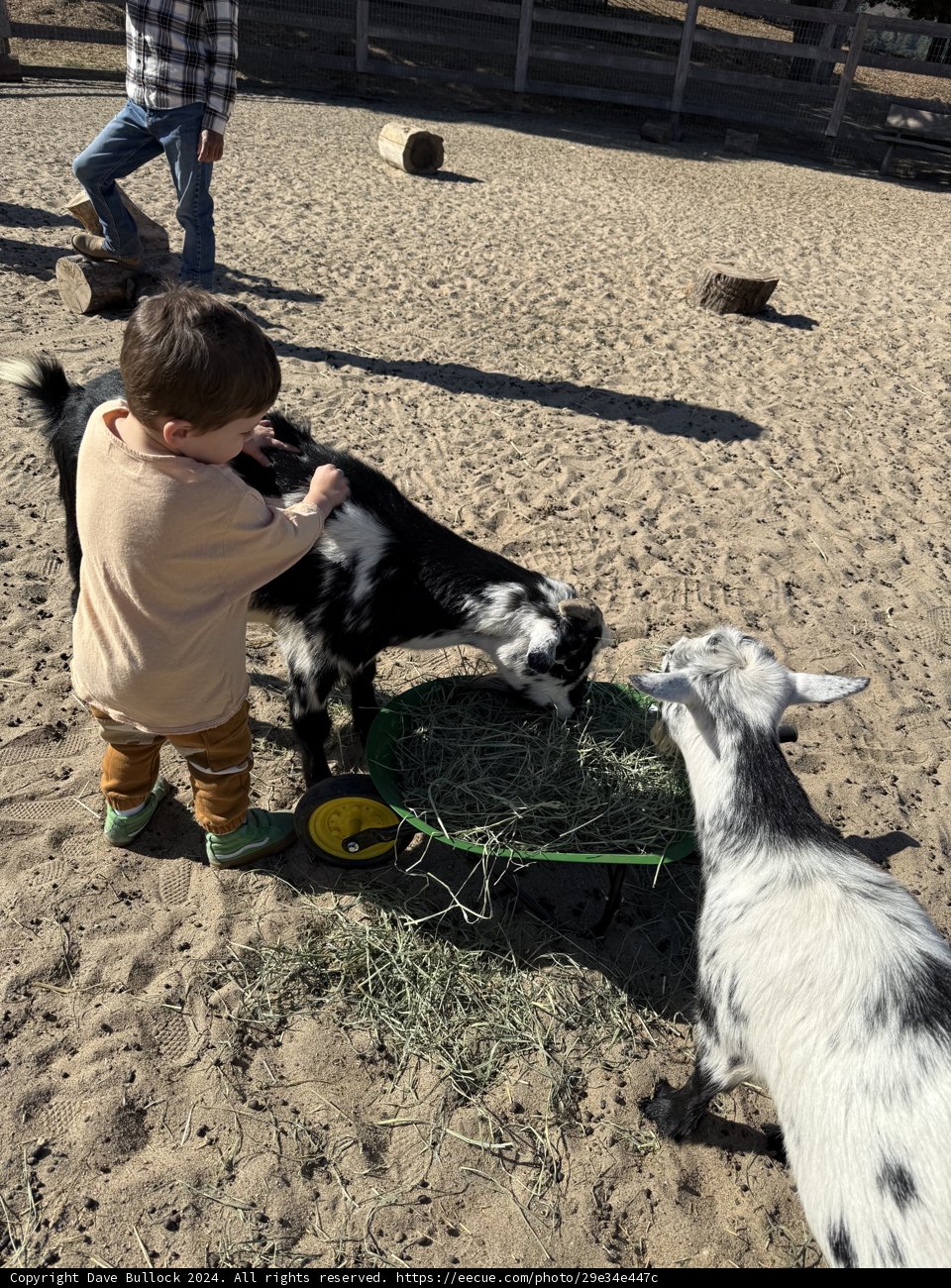 Farmyard Friends