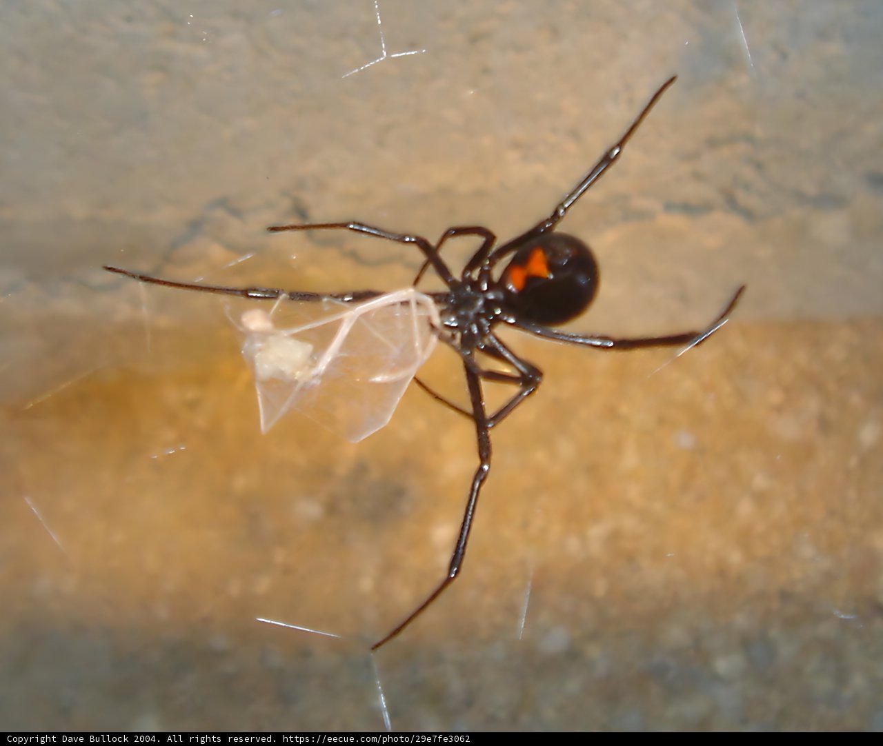 Black Widow Spider with Unusual Accessory
