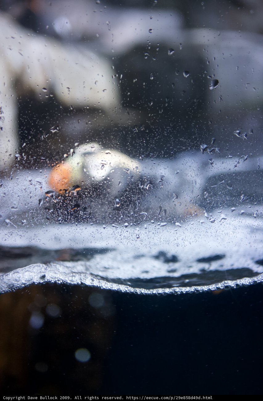 Puffin taking a dip in the aquarium