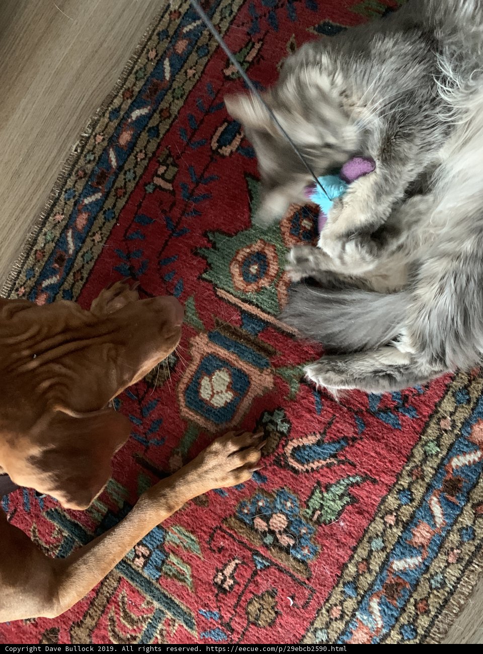Furry Friends at Play