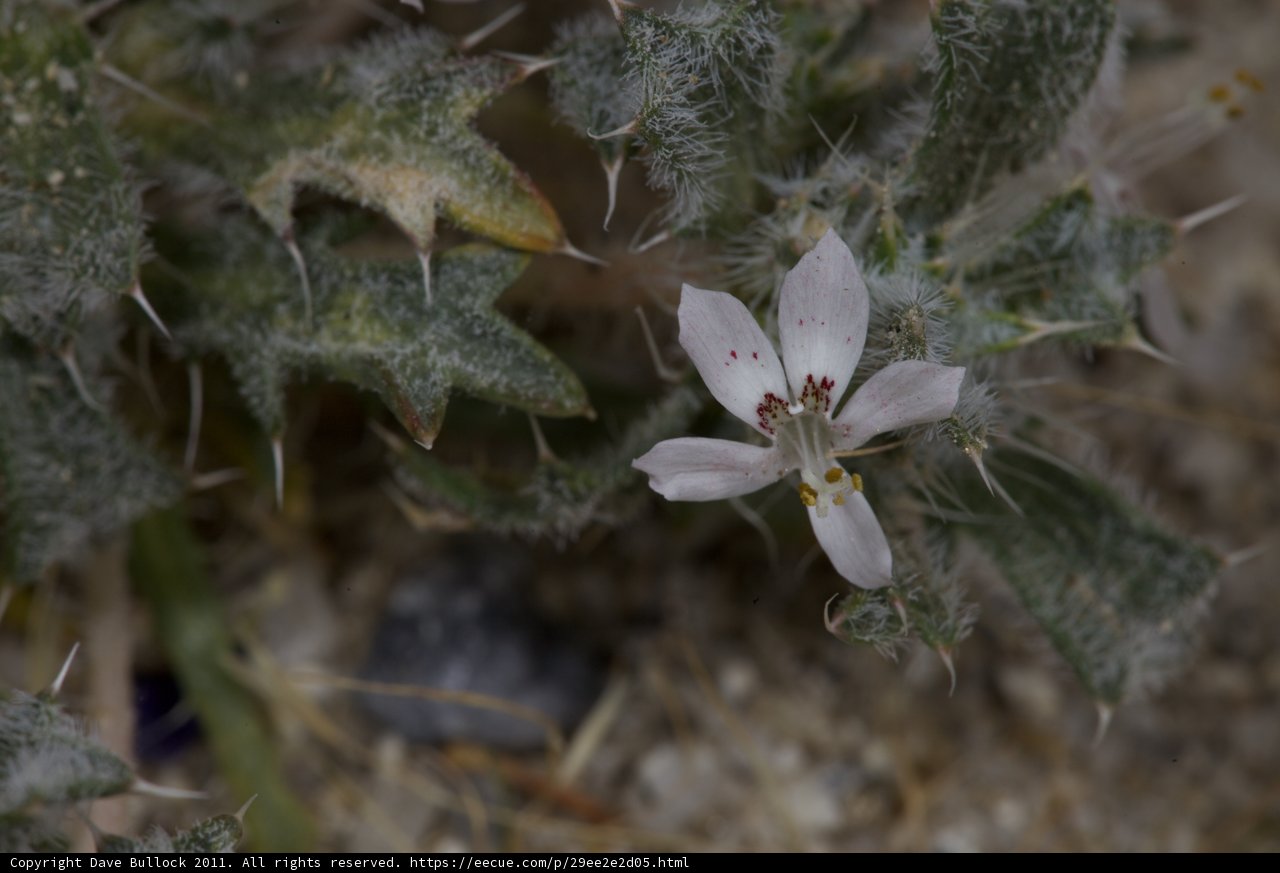 Sprouting Spring Bloom