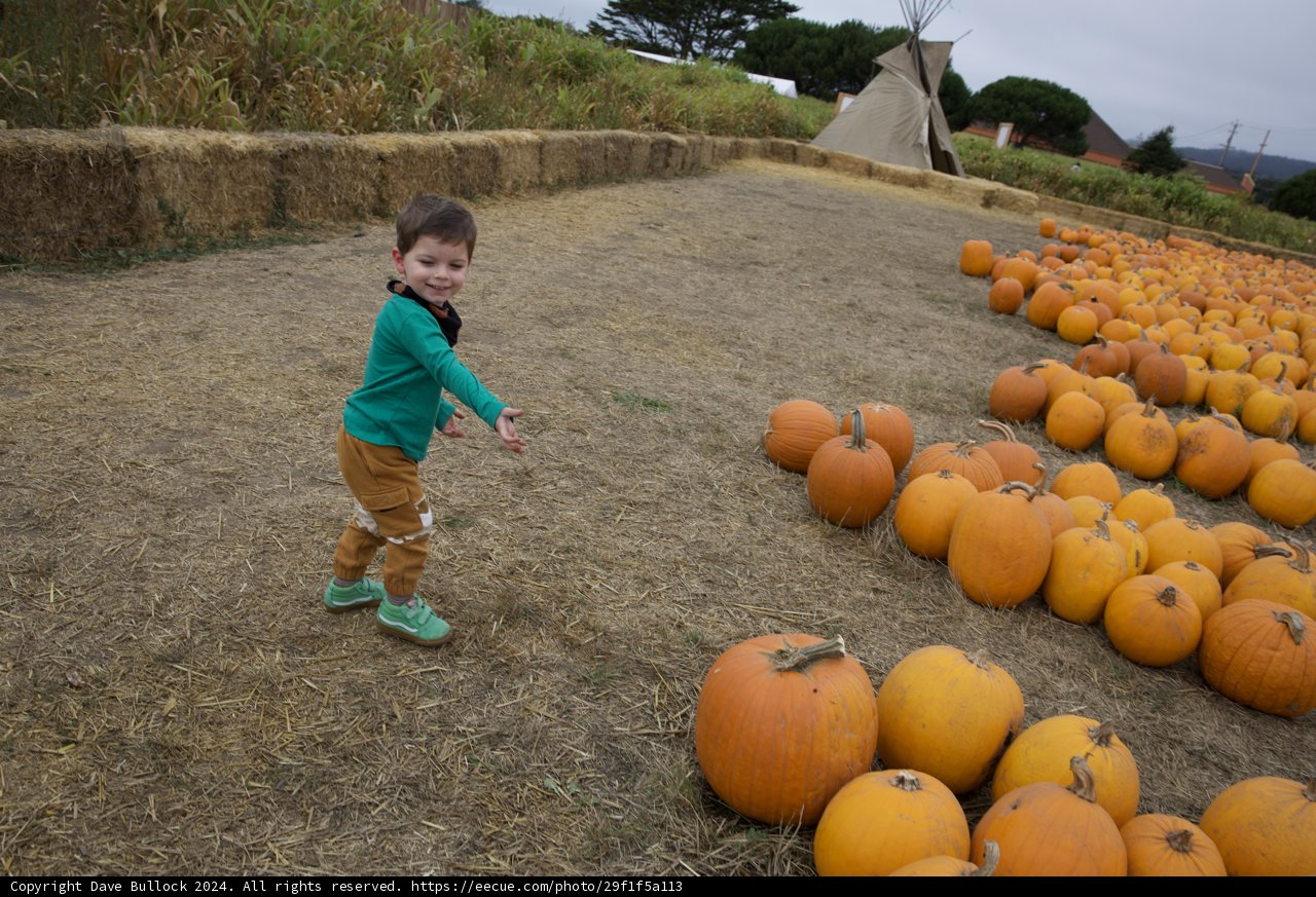 Harvest Joy