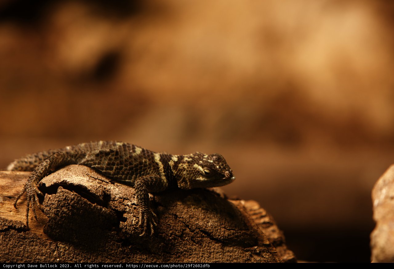 The Reptilian Gaze