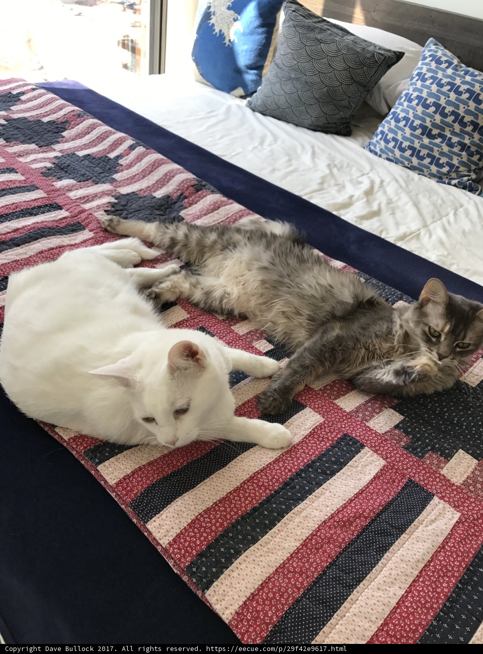 Two Cats Cozying Up on a Soft Bed
