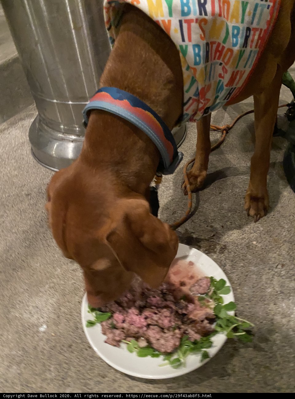 Mealtime for my furry friend