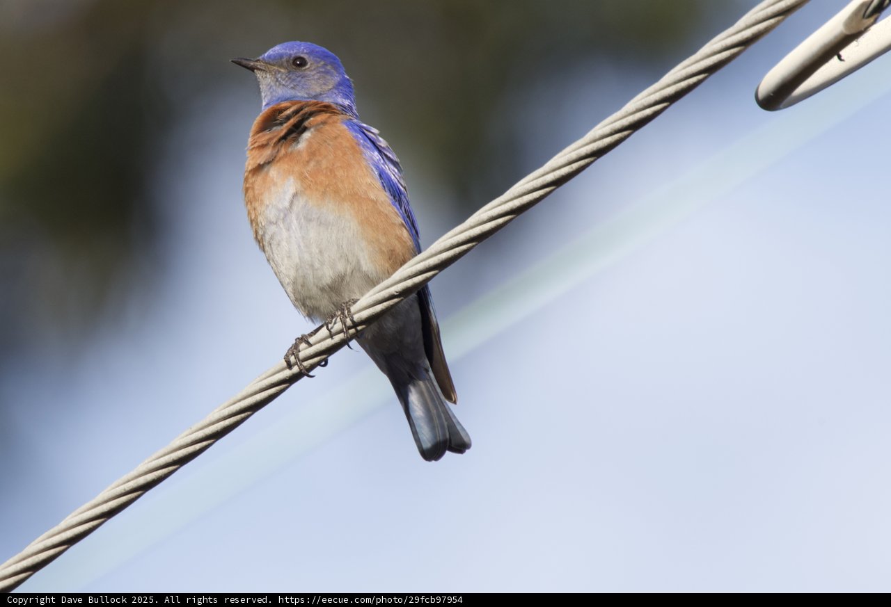 Perched Beauty in Blue
