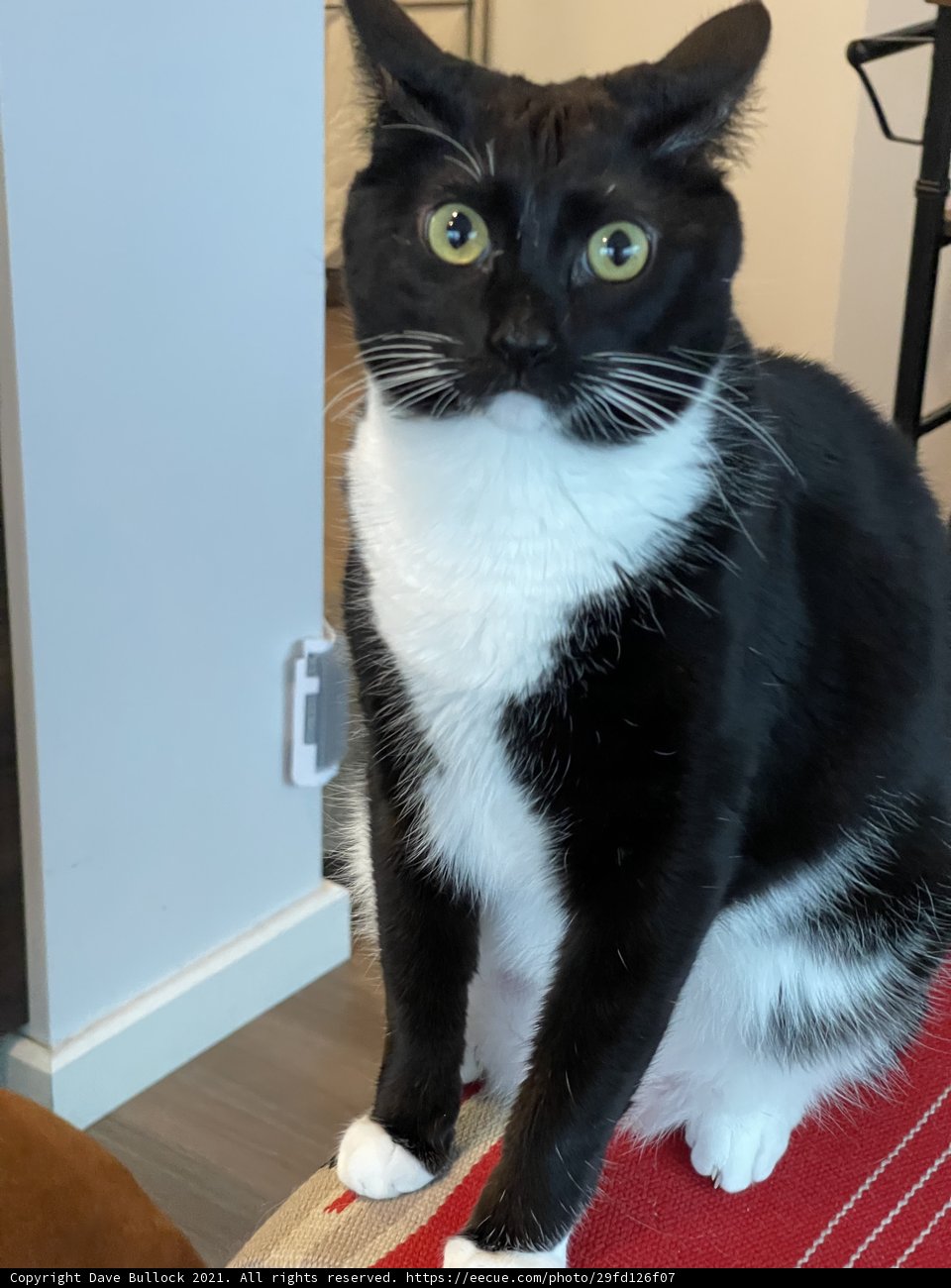 Regal Manx Cat on Red Rug
