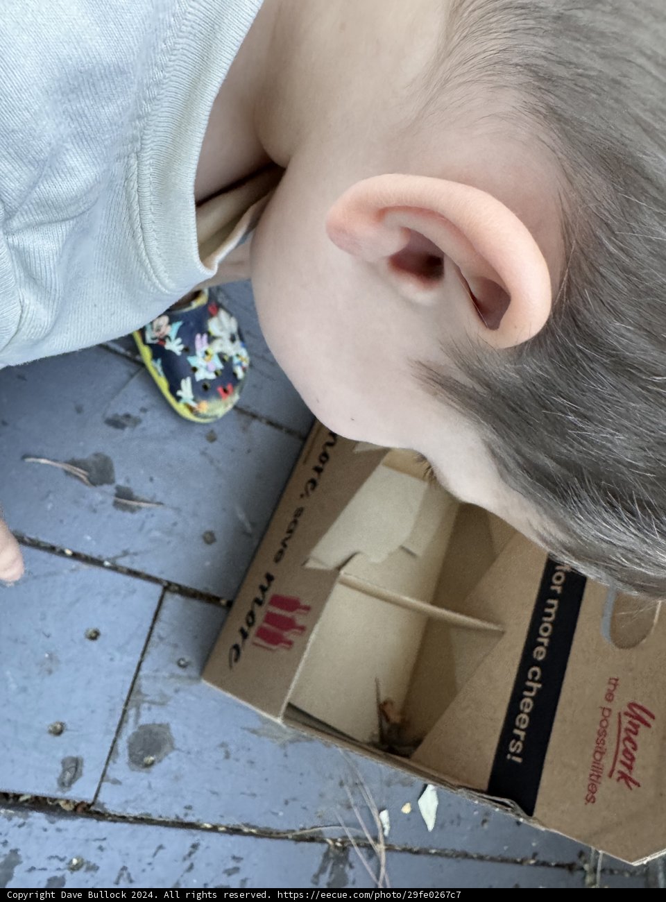 Curious Discoveries