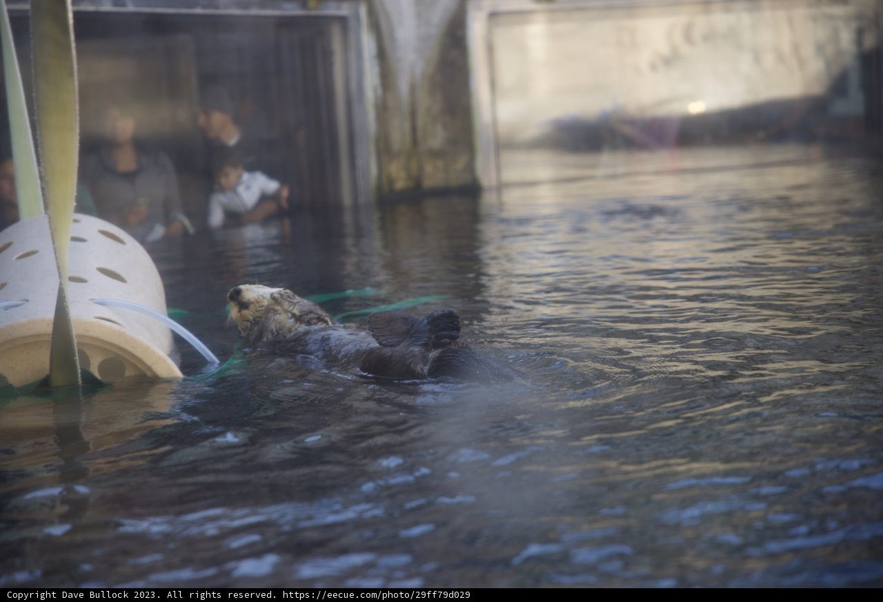 An Aquatic Encounter with a Sea Otter at Monterey Bay