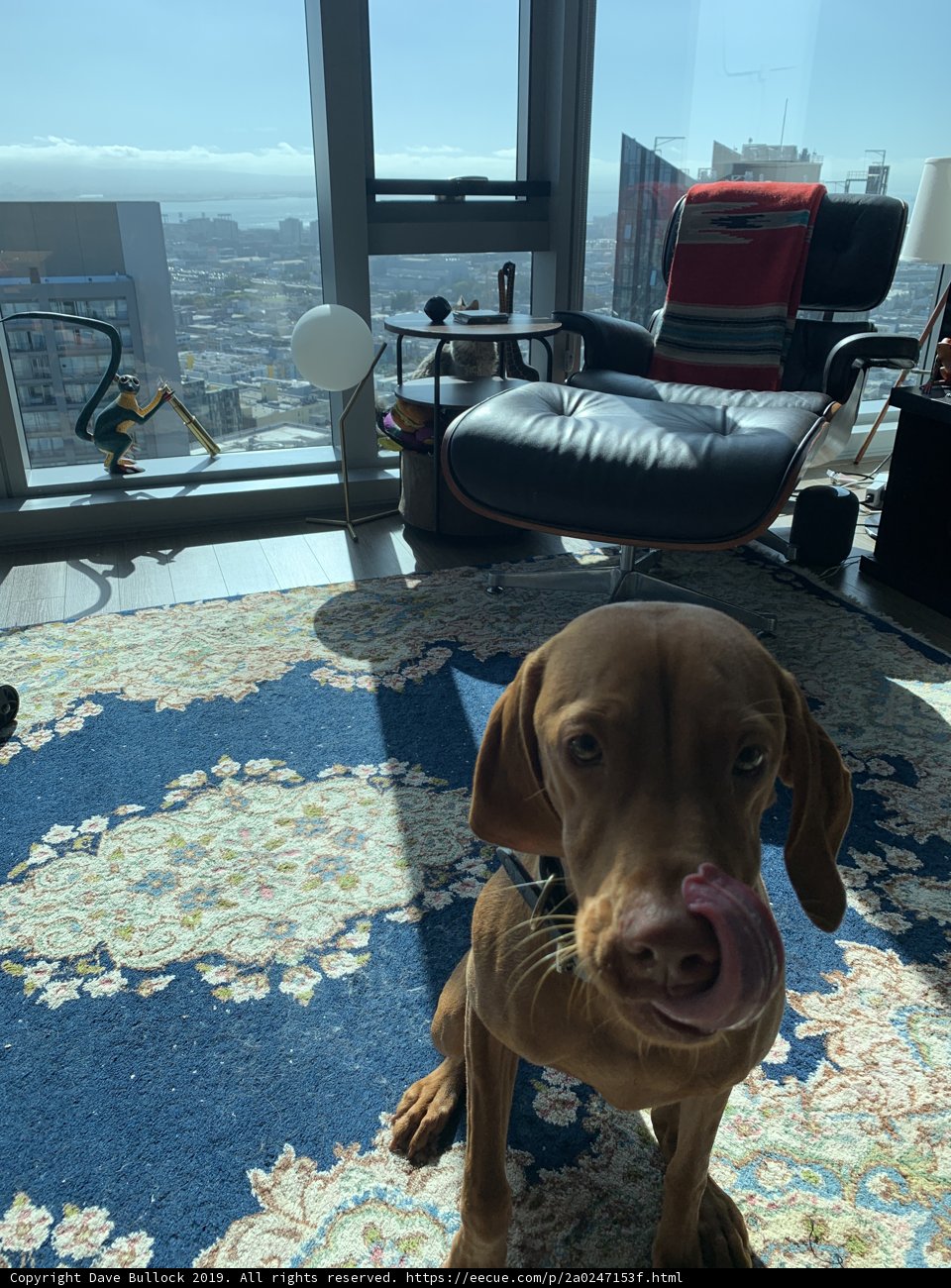 Cozy Companion in San Francisco