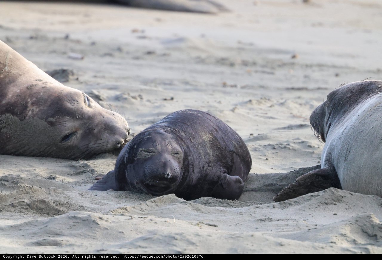 Young Elephant Seal Pup Resting on Sandy Beach