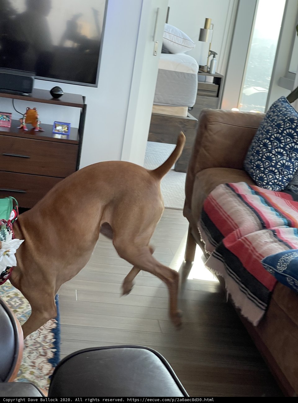 Jumping for Joy on the Couch