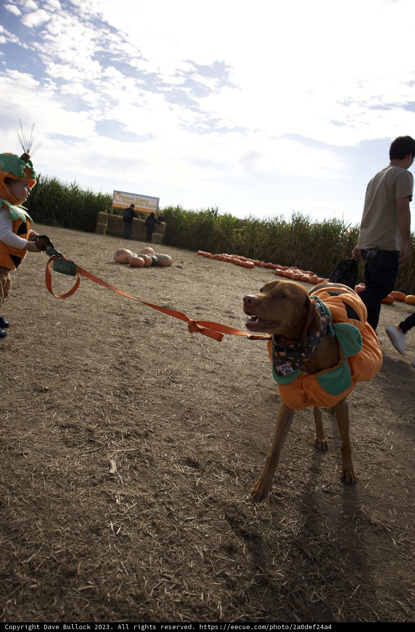 Pumpkin Patch Pooch Palooza 2023