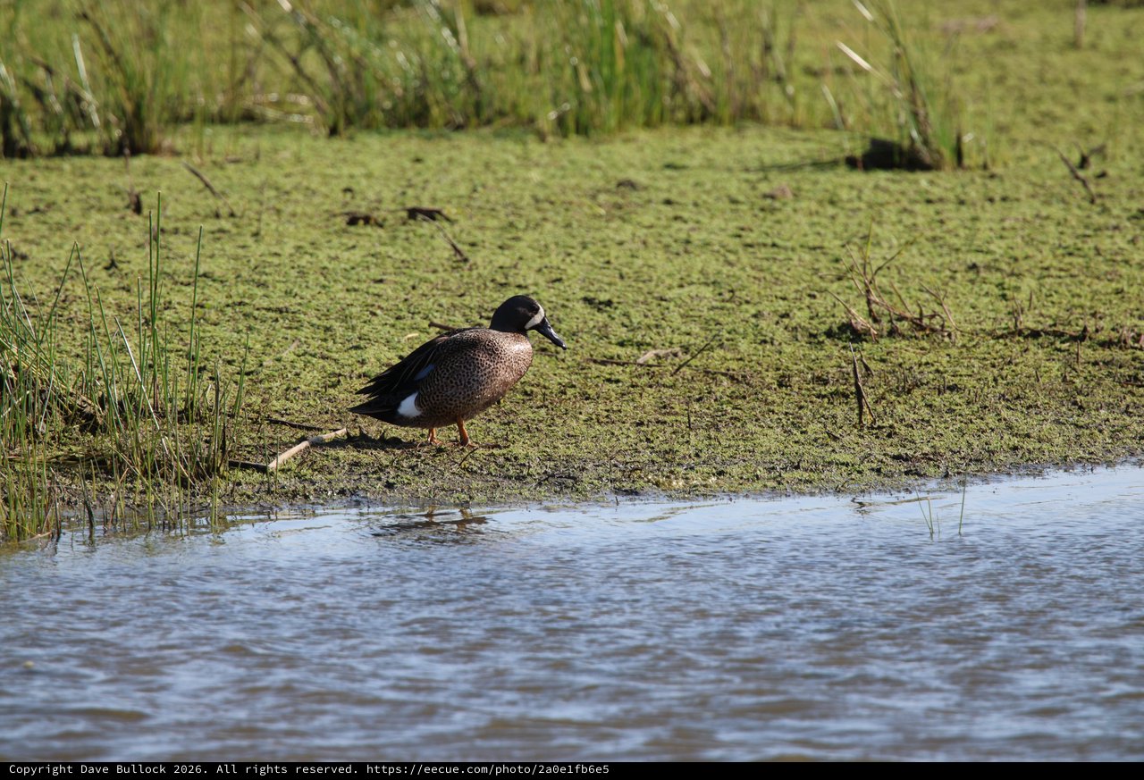 Blue-winged Teal Duck Foraging in Wetland Habitat