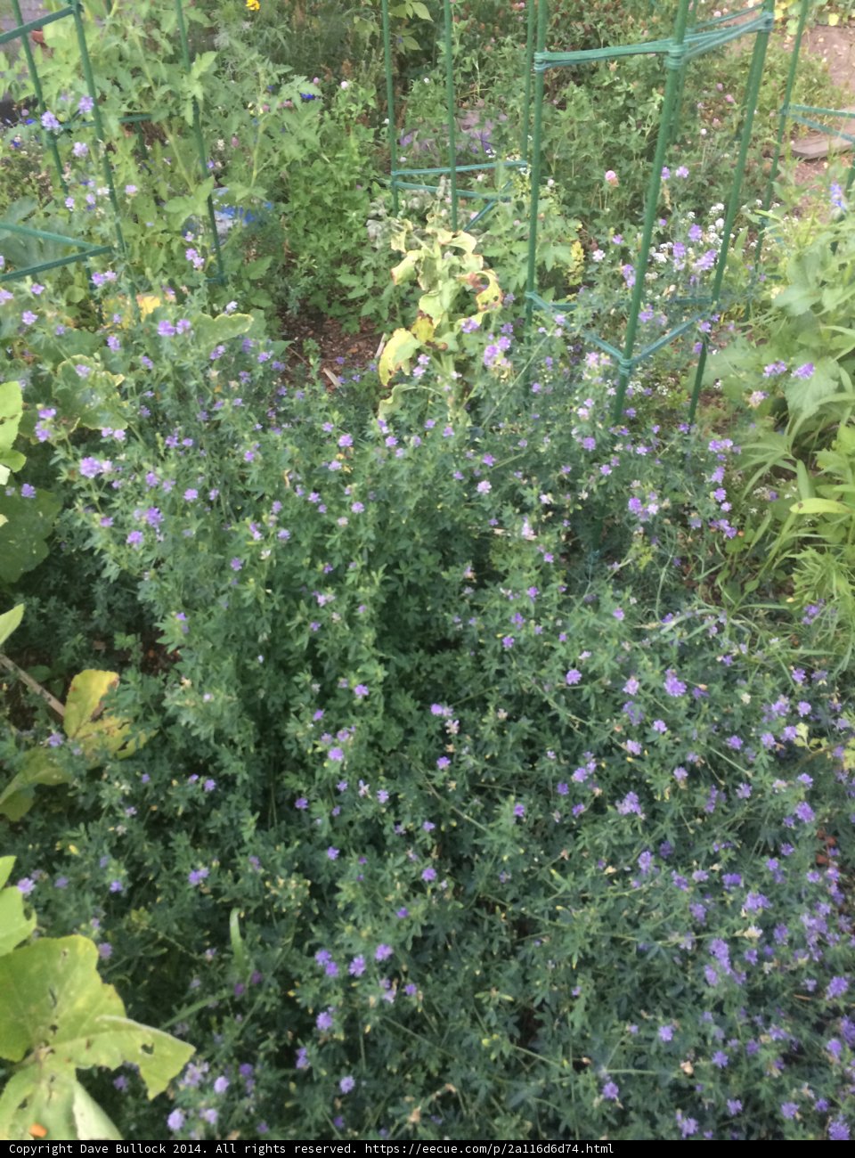 Purple Geraniums in an Altadena Garden