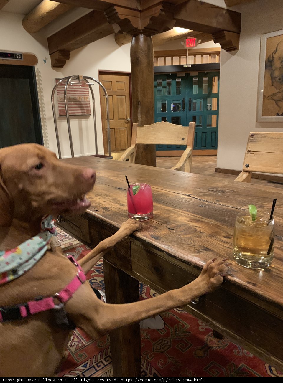Dog's Night Out
