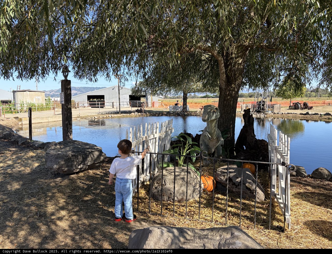 Curiosity by the Pond