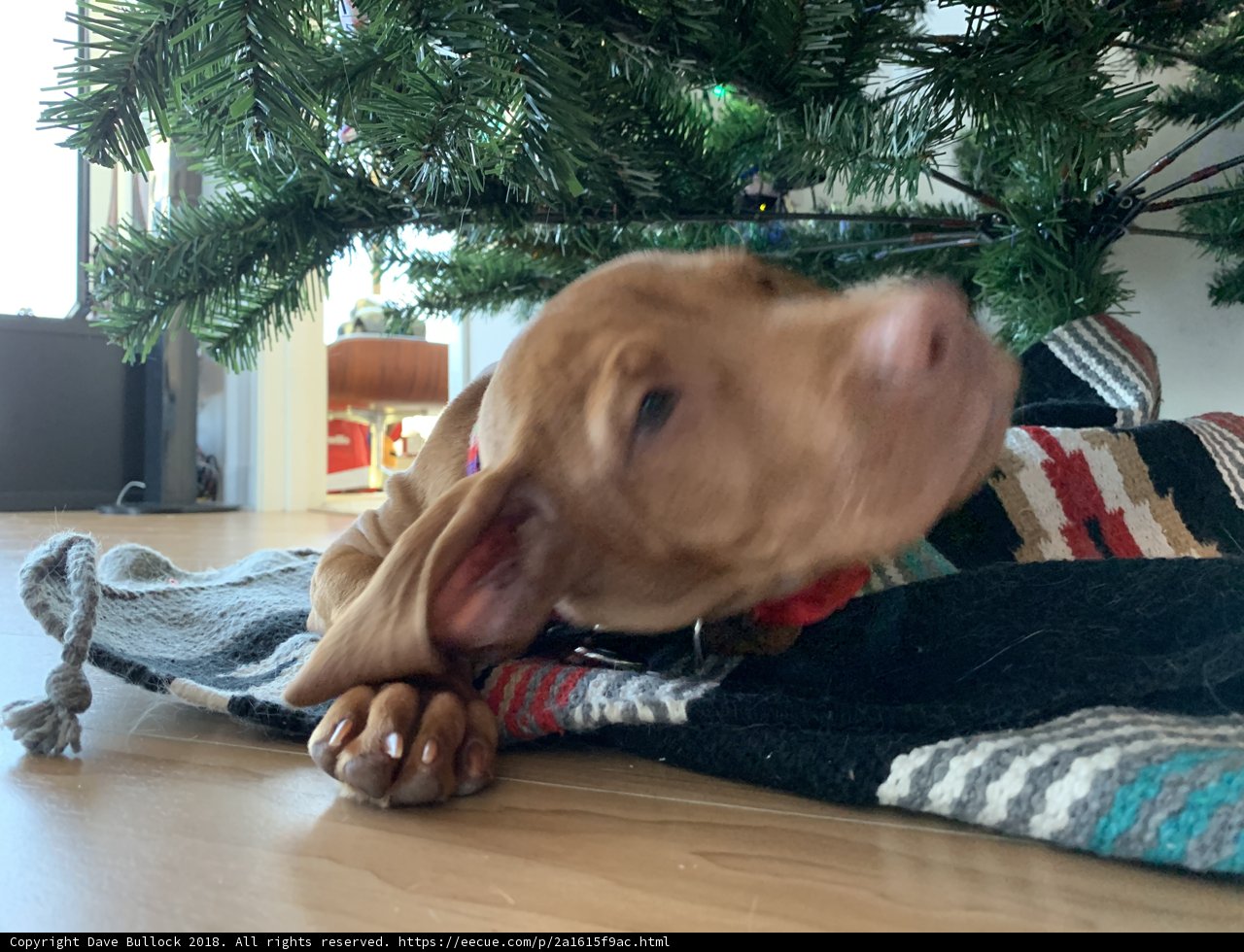 A Hound's Christmas Dream