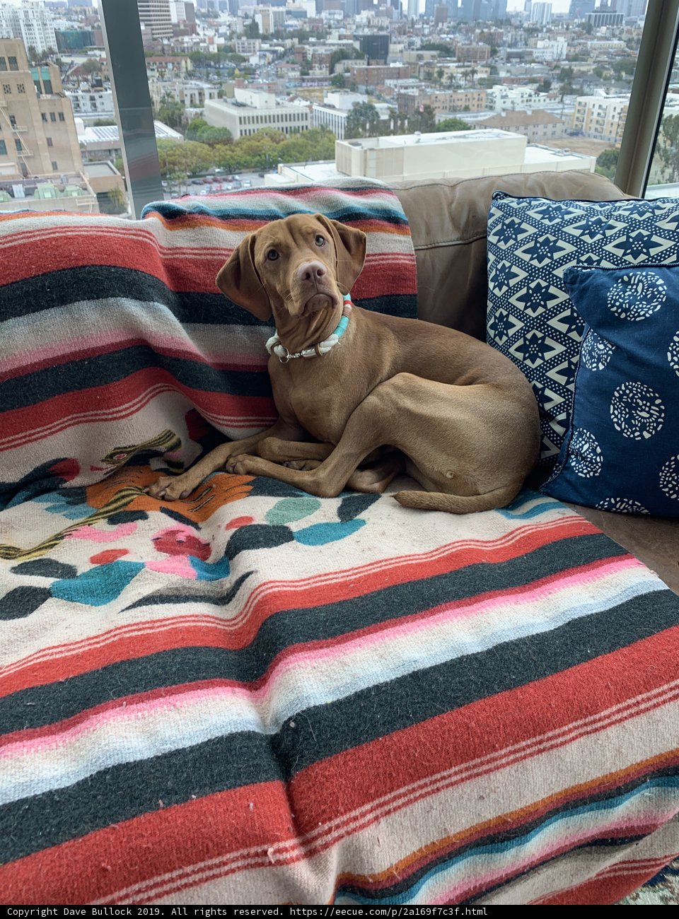 Cozy Companion