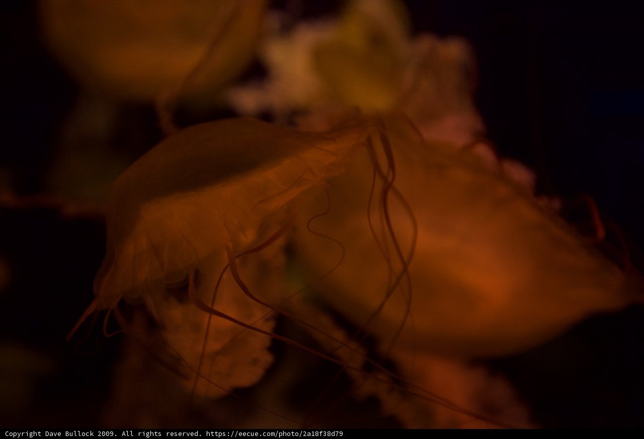 Illuminated Jellyfish