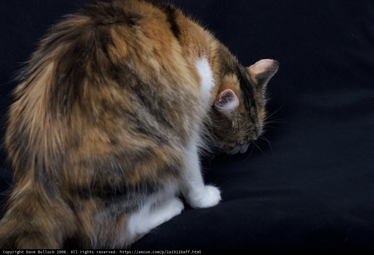 Serene Manx Cat