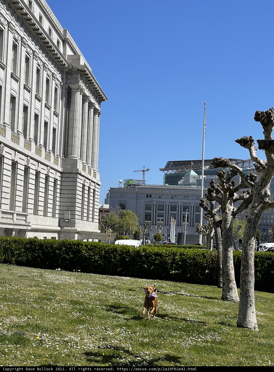 Canine Companion in the Concrete Jungle