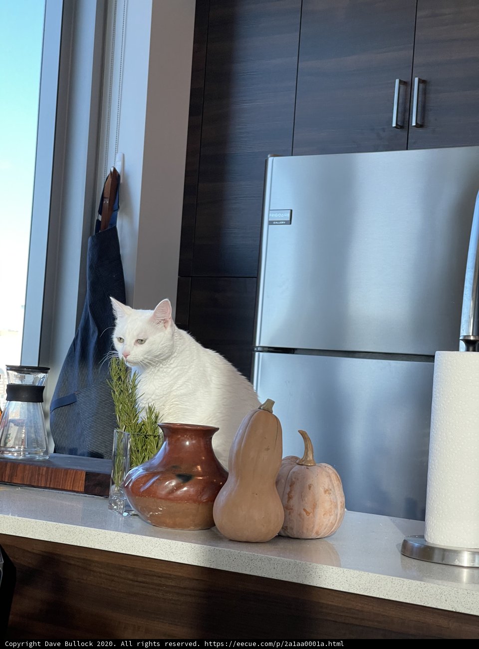Feline Fashionista
