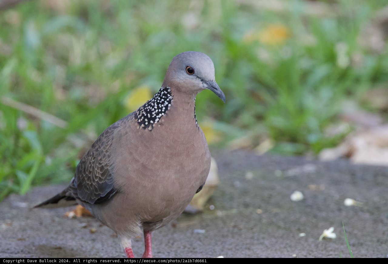 Graceful Visitor at Honolulu Zoo