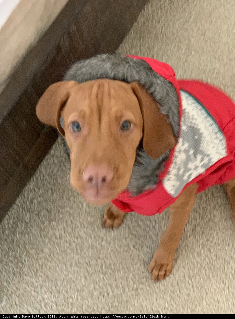 Stylish Pup in Red Jacket