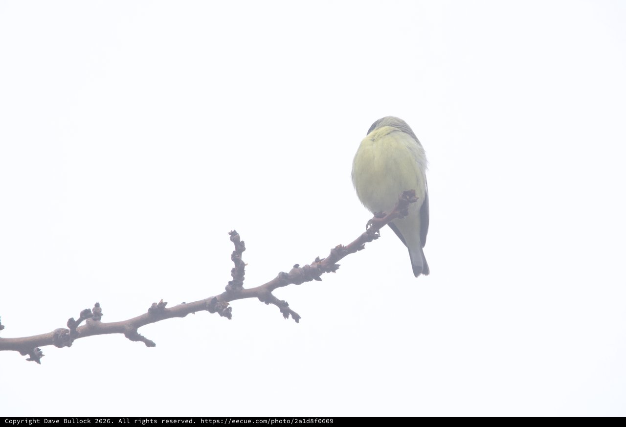 Small Bird Perched on Bare Branch in Fog