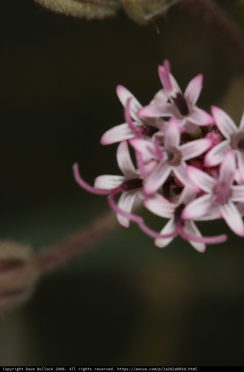 Tiny Geranium Flower in the Desert