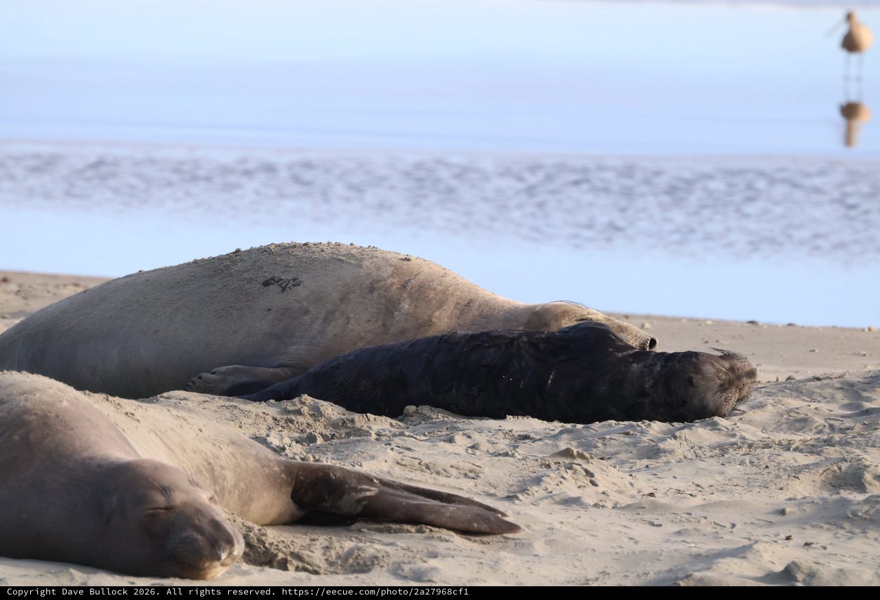 Elephant Seals Resting on Drakes Beach Sand